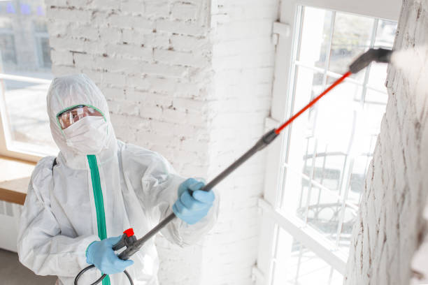 Best Basement Mold Removal  in Altoona, IA