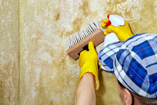 Altoona, IA Mold Removal Company