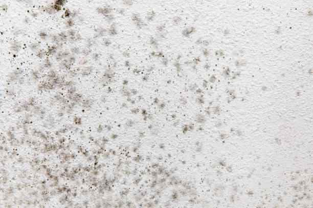 Mold Remediation for Rental Properties in Altoona, IA