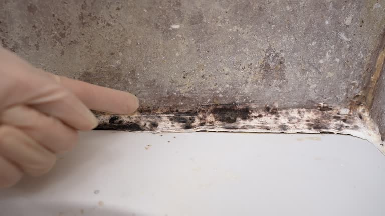 Best Post-Construction Mold Inspection  in Altoona, IA