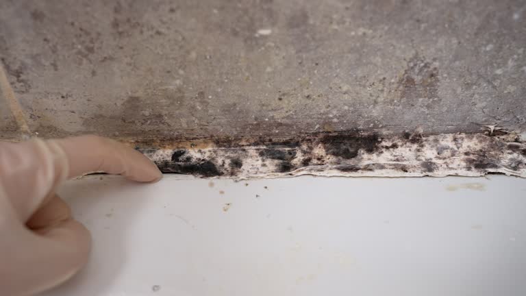 Best Post-Remediation Verification Testing  in Altoona, IA